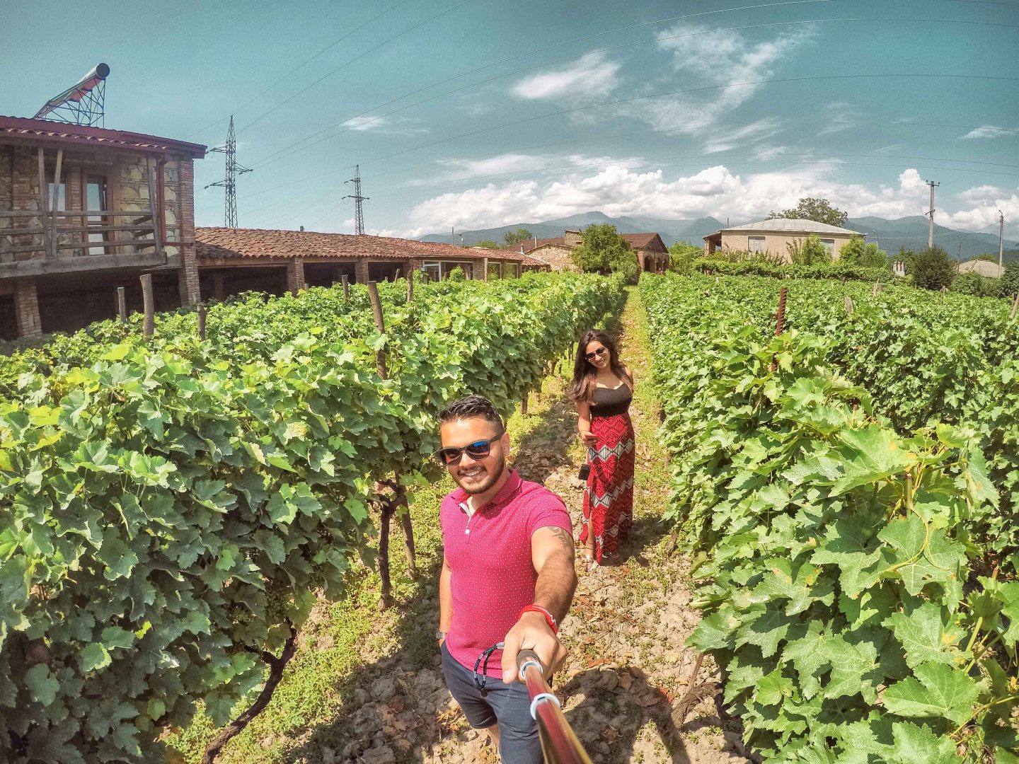 Vineyards in Georgia