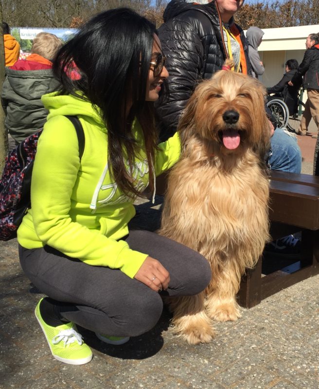 Fun Free Thing To Do In Amsterdam- Pet Dogs