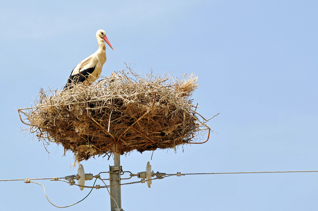 Fun Fact About Storks in Armenia