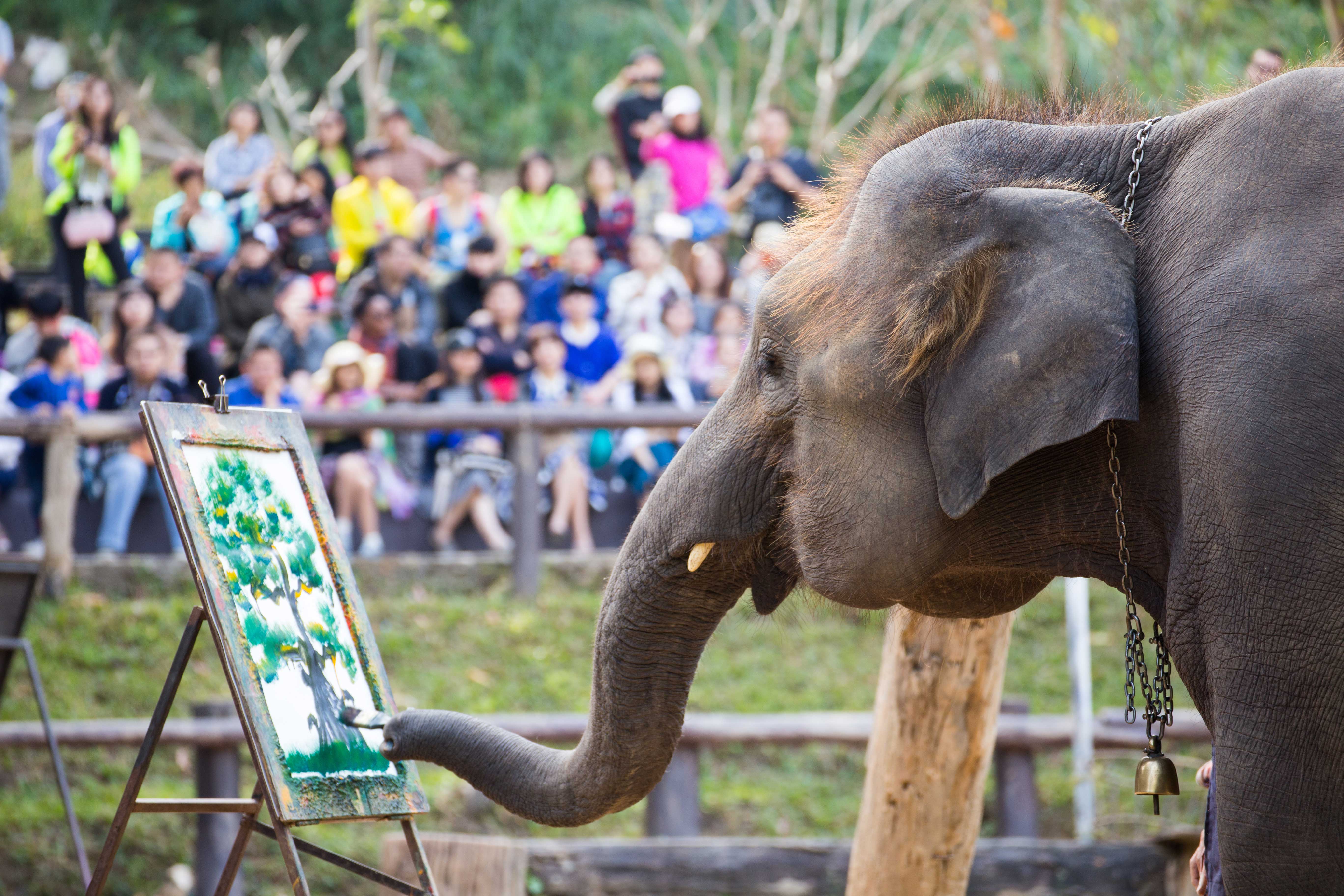 From War Elephants to Thrissur Pooram-Our Gods in Shackles