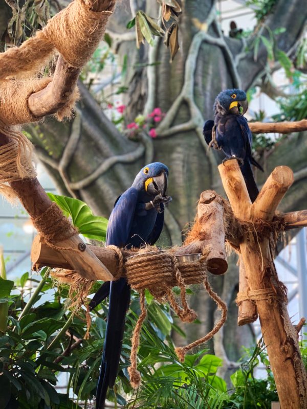 Parakeet's at the Green Planet