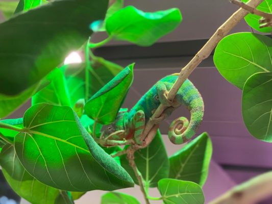 The Resident Chameleon at Green Planet