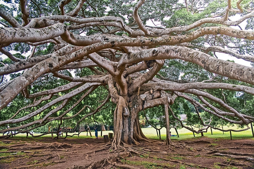The Oldest Tree At The Royal Botanical Garden In Kandy
