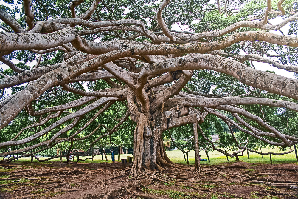 The Oldest Tree At The Royal Botanical Garden In Kandy