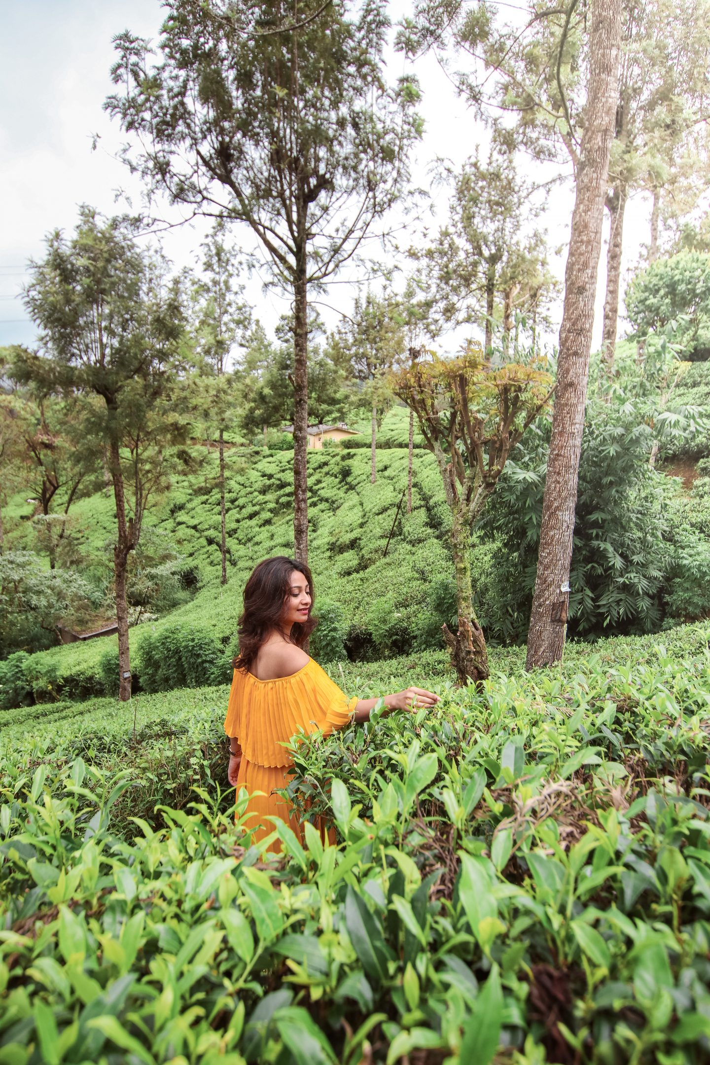 Plucking tea at Nuwara Eliya in Sri Lanka