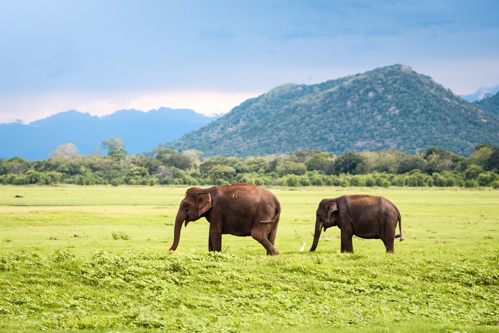 Roaming elephants at Yala National Park Sri Lanka